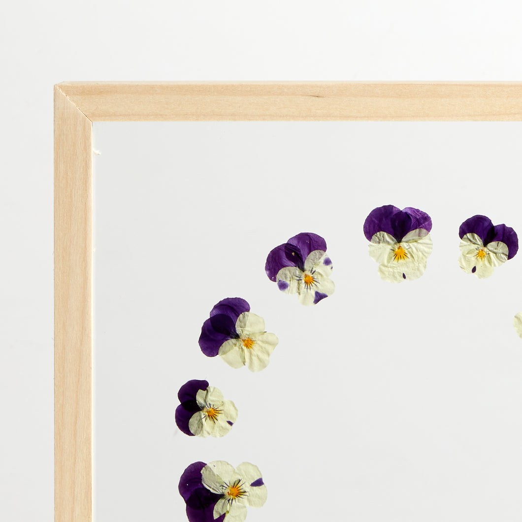 Wild Pansy tricolor frame -ONLY future orders