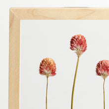 Load image into Gallery viewer, Red Gomphrena frame
